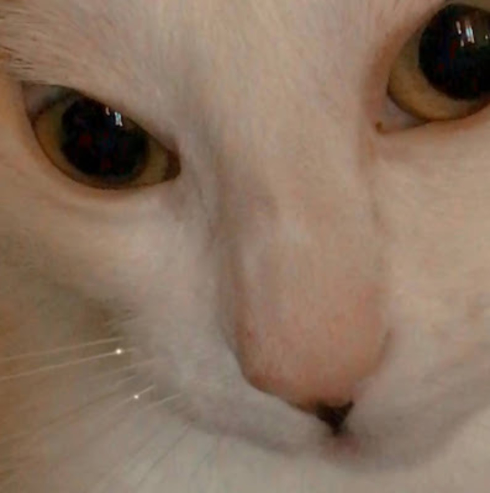 Meet your Posher, Kitty